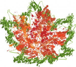 Large leaf image